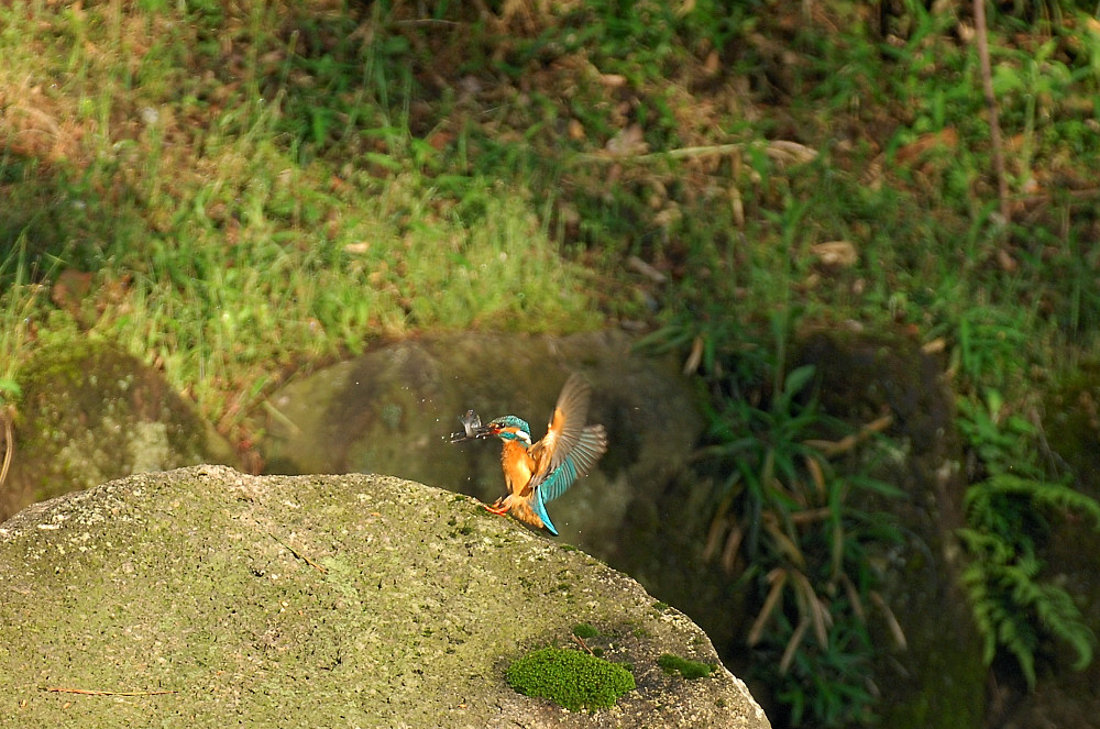 c0069178_12292370.jpg