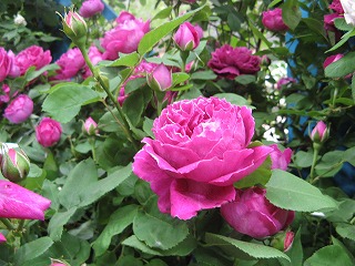 f0100289_22103482.jpg
