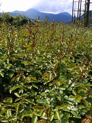 c0117007_21213044.jpg