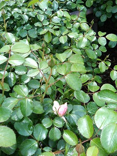 c0117007_21231164.jpg