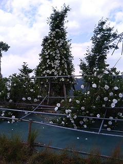 c0117007_213135.jpg