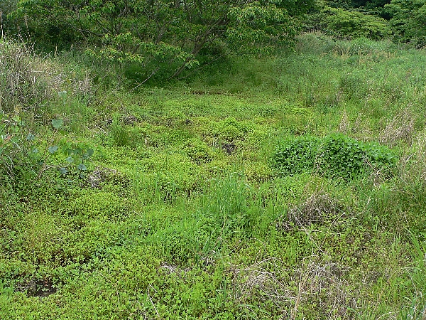 e0002314_2247881.jpg