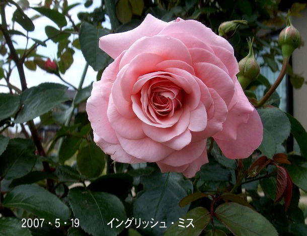 e0072023_21174116.jpg