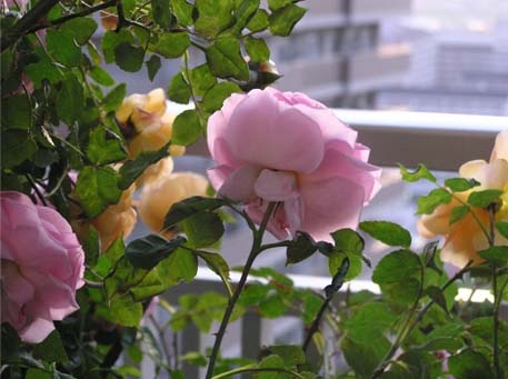 f0128723_124311.jpg