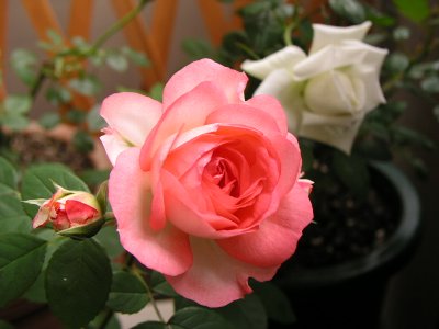 b0031925_14193117.jpg