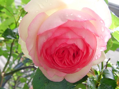f0002833_1824265.jpg