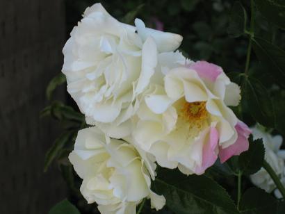 e0110038_22315376.jpg