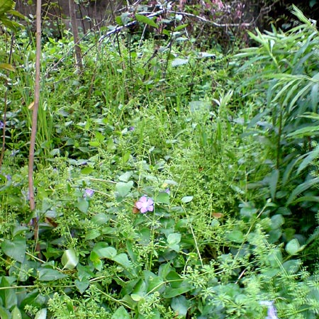 e0034047_133889.jpg