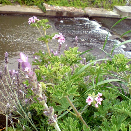 e0034047_1343447.jpg