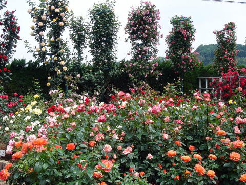 e0083155_12412653.jpg