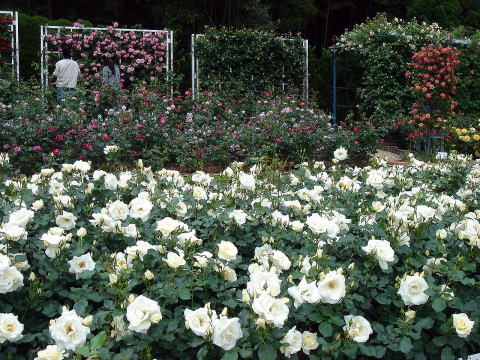 e0083155_12422331.jpg