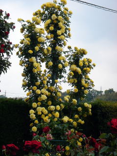 e0083155_1244149.jpg