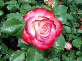 e0083155_15544010.jpg