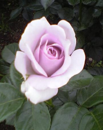 d0008157_0218.jpg