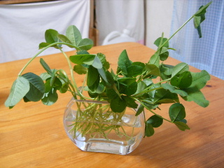 f0043559_20412069.jpg