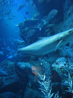d0078060_15323043.jpg