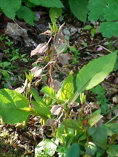 e0017562_2013567.jpg