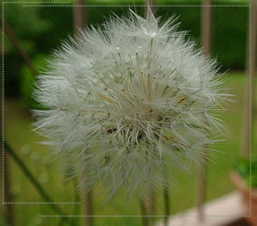a0079880_9493375.jpg
