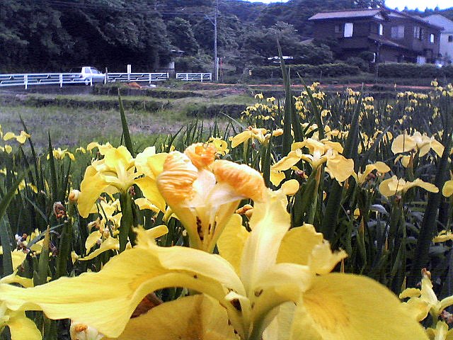 d0010496_10163397.jpg