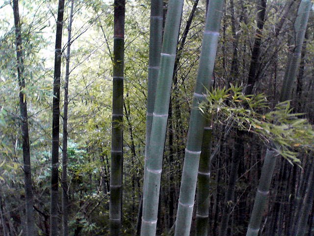 d0010496_1017523.jpg