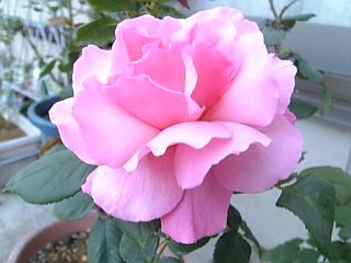 e0098908_21562872.jpg