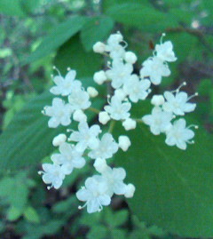 c0118536_0481821.jpg