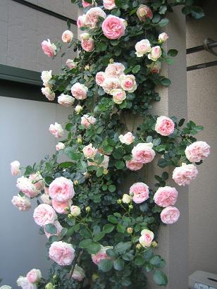 e0110038_2028335.jpg