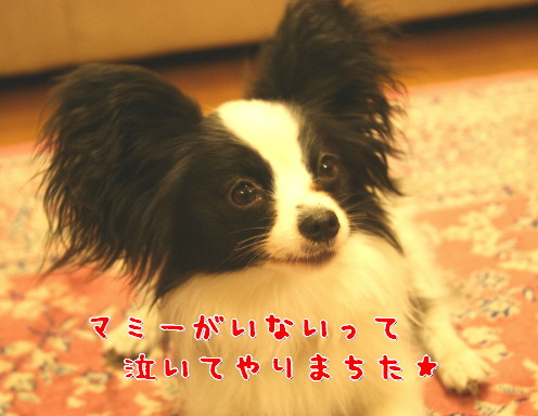 d0013149_21152744.jpg