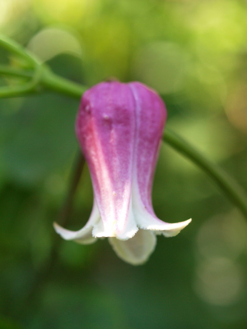 e0105760_935113.jpg