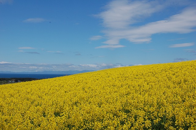 c0048667_22114256.jpg