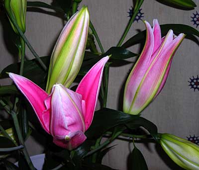 e0097770_0102579.jpg