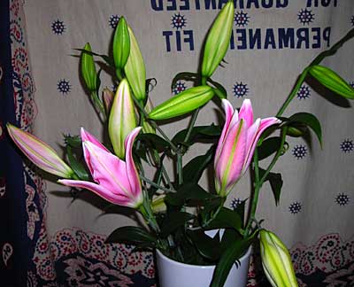 e0097770_0105414.jpg