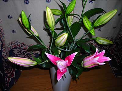 e0097770_0111098.jpg
