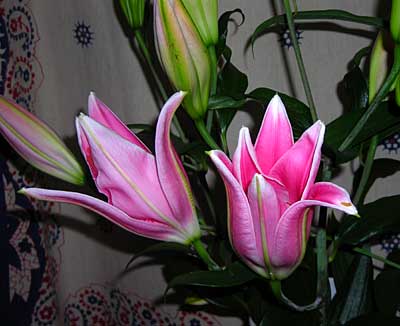 e0097770_0112459.jpg