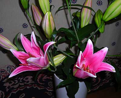 e0097770_011379.jpg