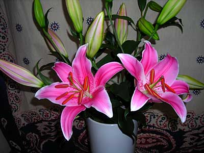 e0097770_0114987.jpg