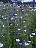 d0109373_2135273.jpg