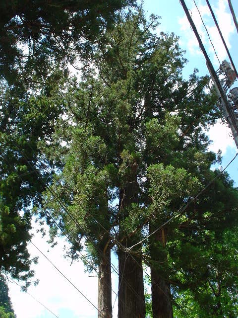 f0131778_206082.jpg