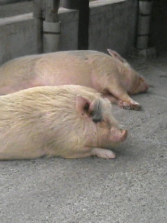 f0024291_22111574.jpg