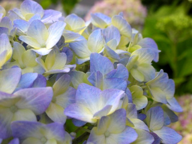 f0083400_2010016.jpg