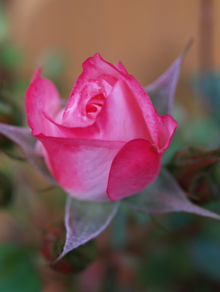 e0089001_211452.jpg