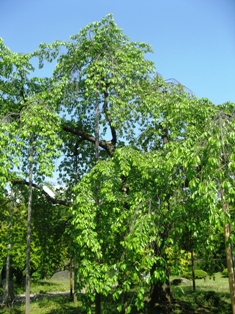 c0017505_10163715.jpg