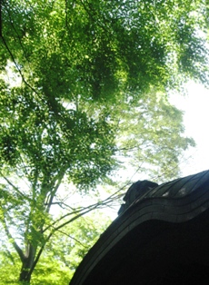 c0017505_1017921.jpg