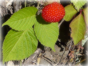 e0099905_16593583.jpg
