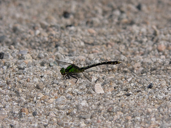 e0002314_21135494.jpg