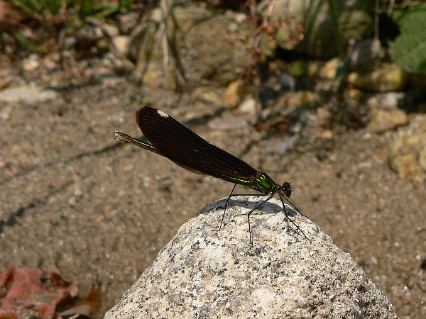 e0002314_21143128.jpg