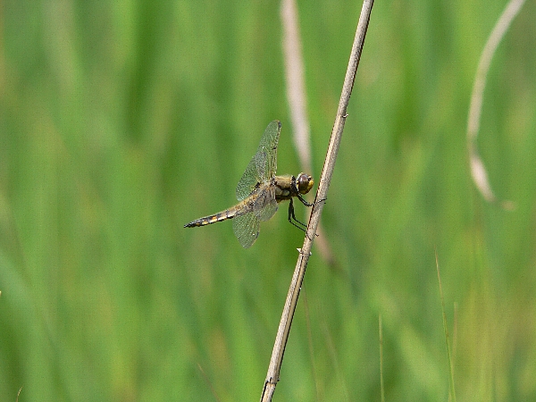 e0002314_21443911.jpg