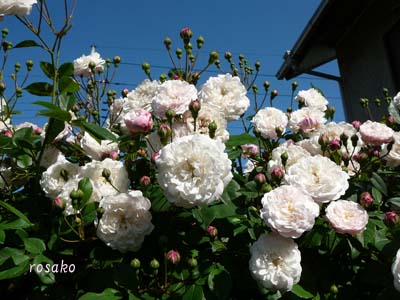 f0059818_23411839.jpg