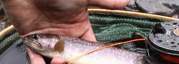 a0097823_2210309.gif
