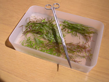 c0095824_21372318.jpg